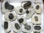 Lot: Assorted Devonian Trilobites - Pieces #140538-2